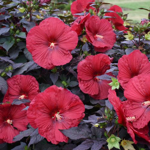 Hibiscus - Summerific® Holy Grail Hibiscus