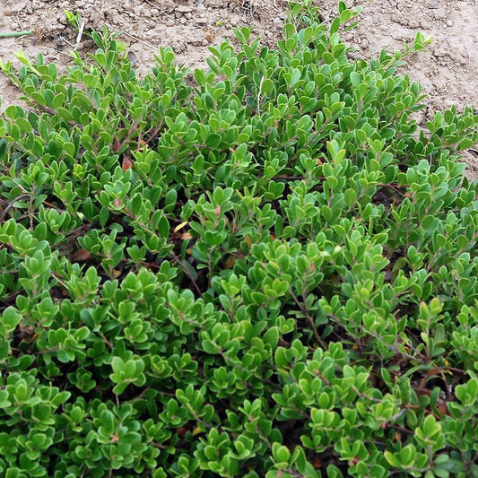 Arctostaphylos uva-ursi - Massachusetts Bearberry