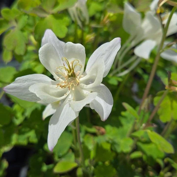 Aquilegia - Earlybird™ White Columbine