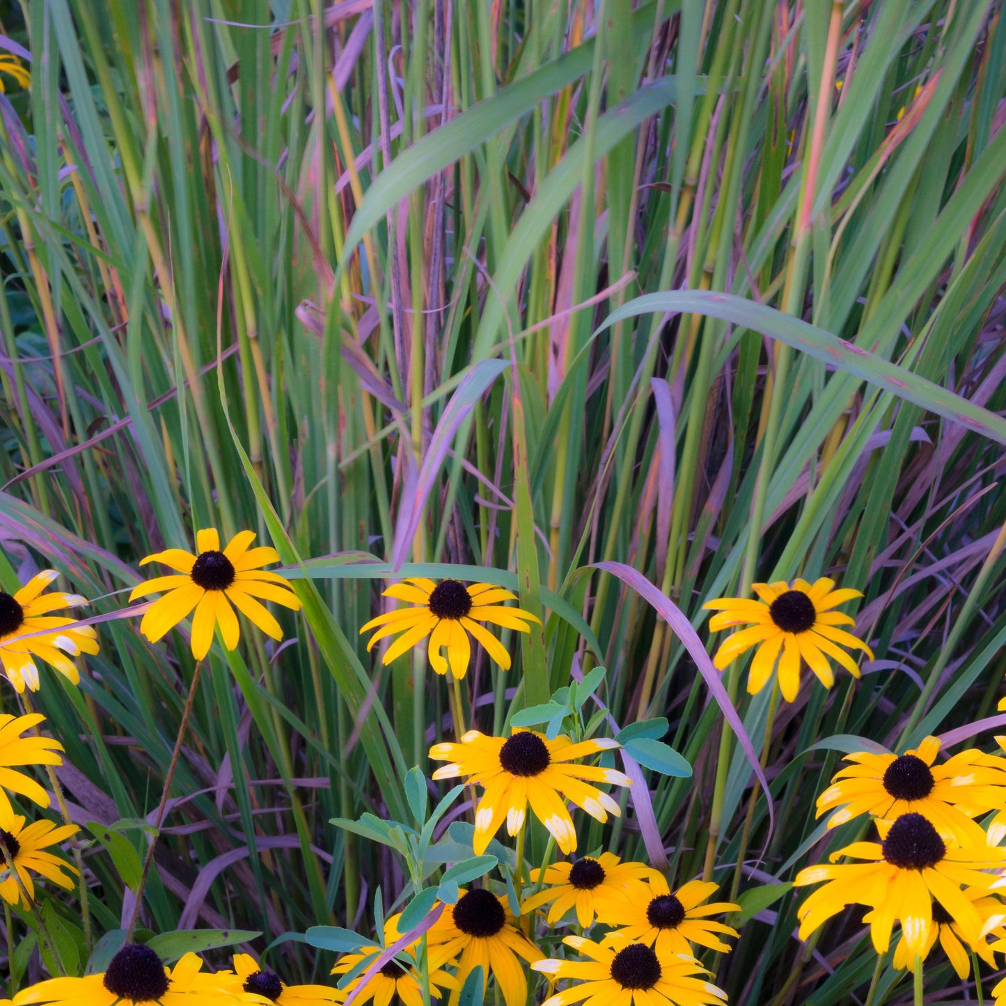 Schizachyrium scoparium  - Twilight Zone Little Bluestem