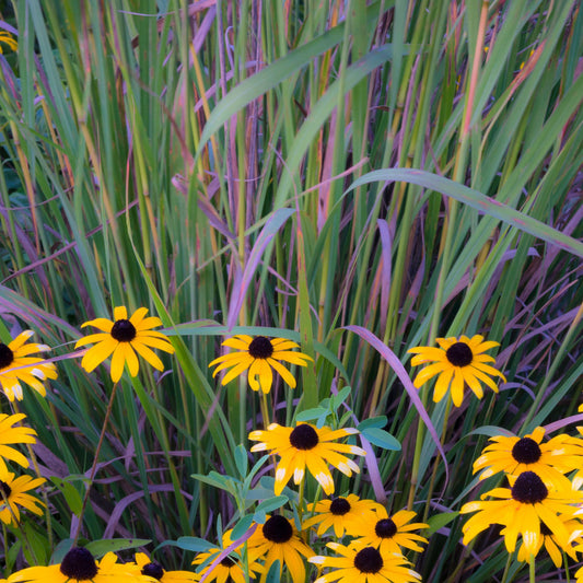 Schizachyrium scoparium  - Twilight Zone Little Bluestem