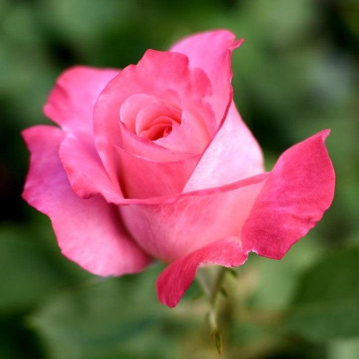 Rosa - True Bliss™ Rose