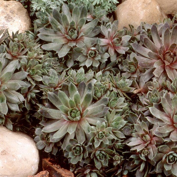 Sempervivum - Purple Beauty Hens and Chicks
