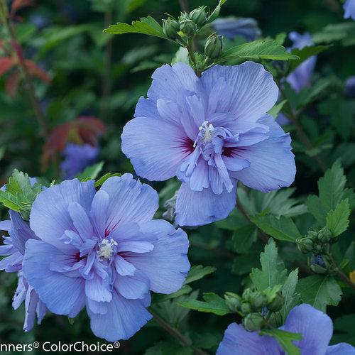 Hibiscus syriacus - Blue Chiffon® Hibiscus