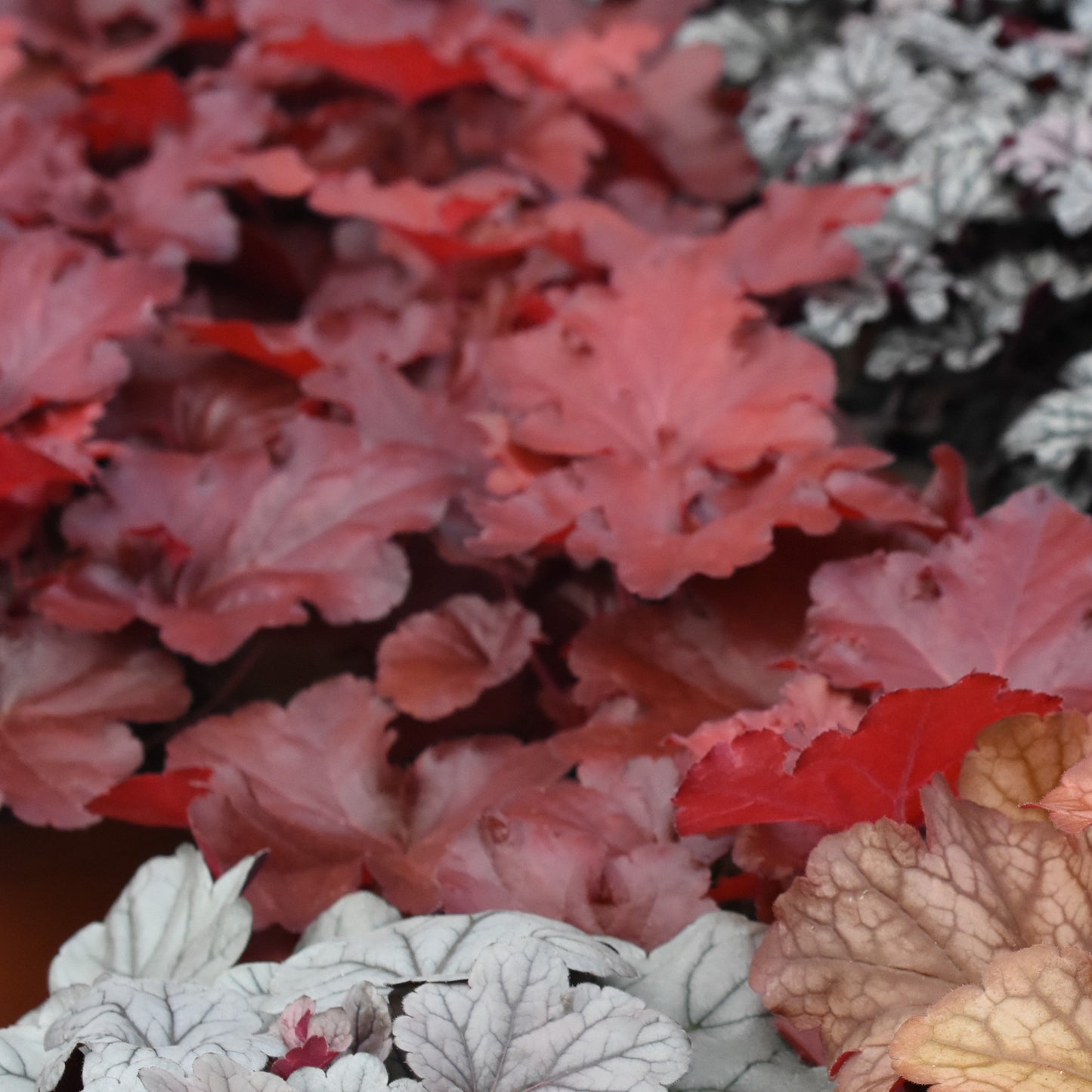 Heuchera x - Northern Exposure™ Red Heuchera