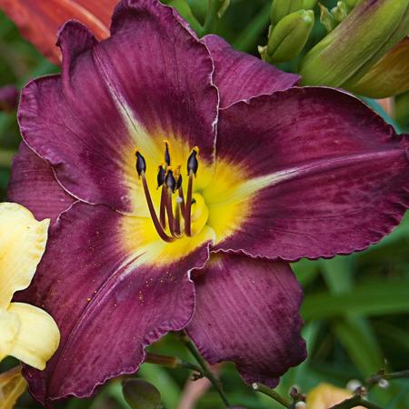 Hemerocallis - Bela Lugosi Daylily