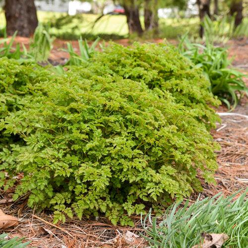 Aruncus - Chantilly Lace Goat's Beard