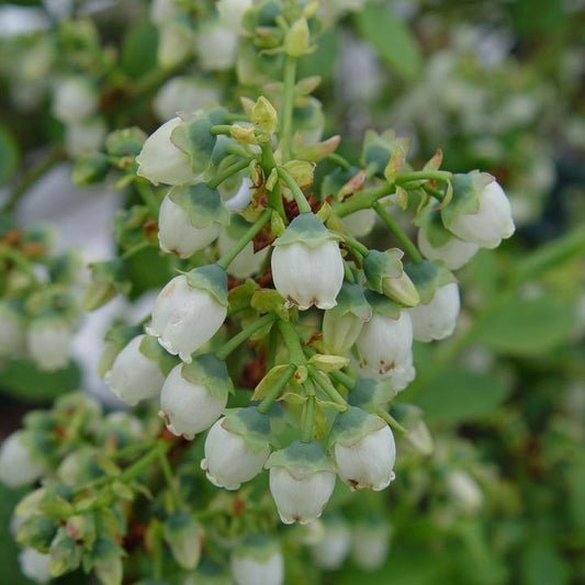 Vaccinium corymbosum - Bluegold Blueberry