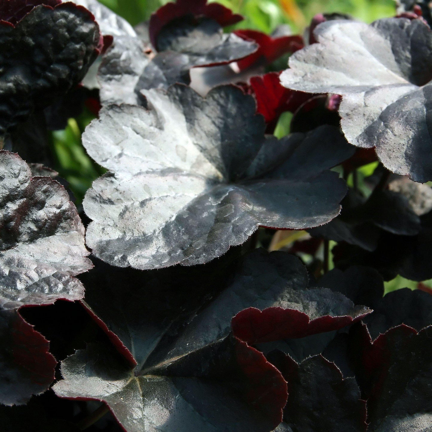 Heuchera - Obsidian Coral Bells