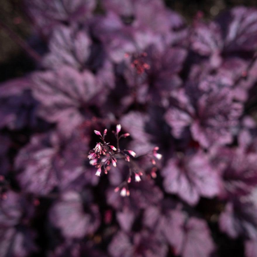 Heuchera x - Forever® Purple Coral Bells
