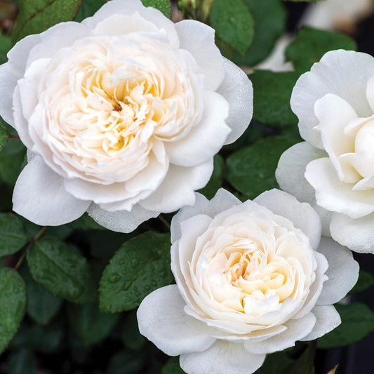 Rosa - Bloomables® Bolero™ Rose