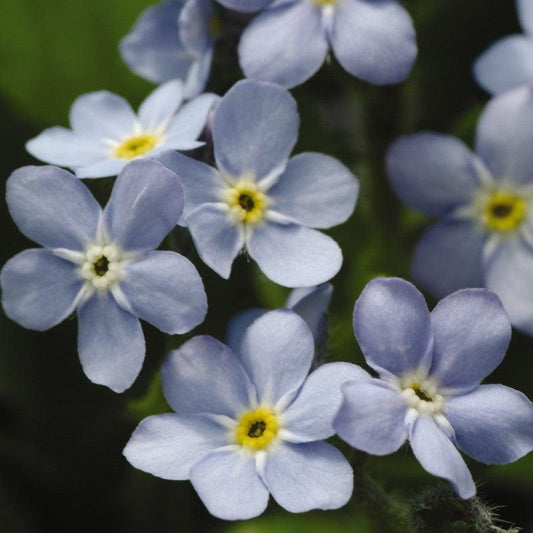 Myosotis sylvatica - Mon Amie Blue Forget-Me-Not