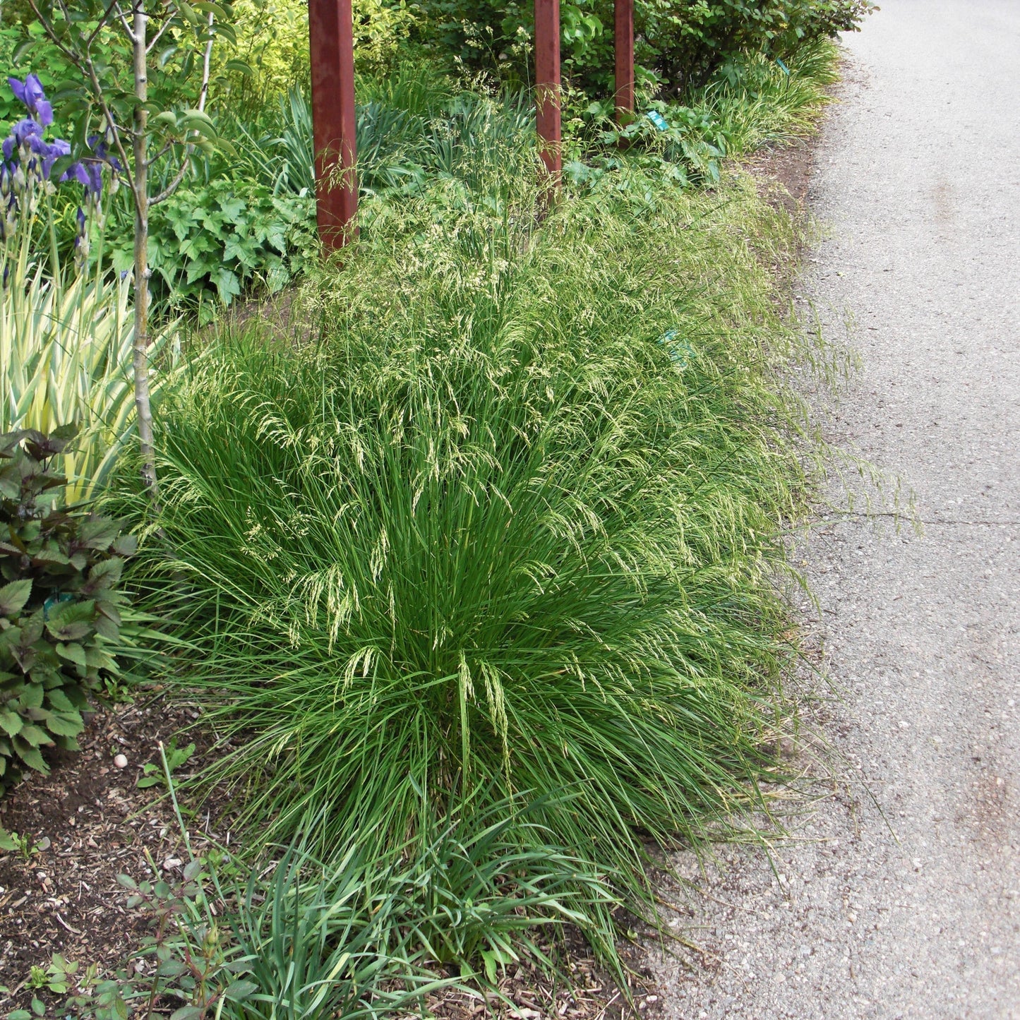 Deschampsia cespitosa - Golden Dew Tufted Hair Grass