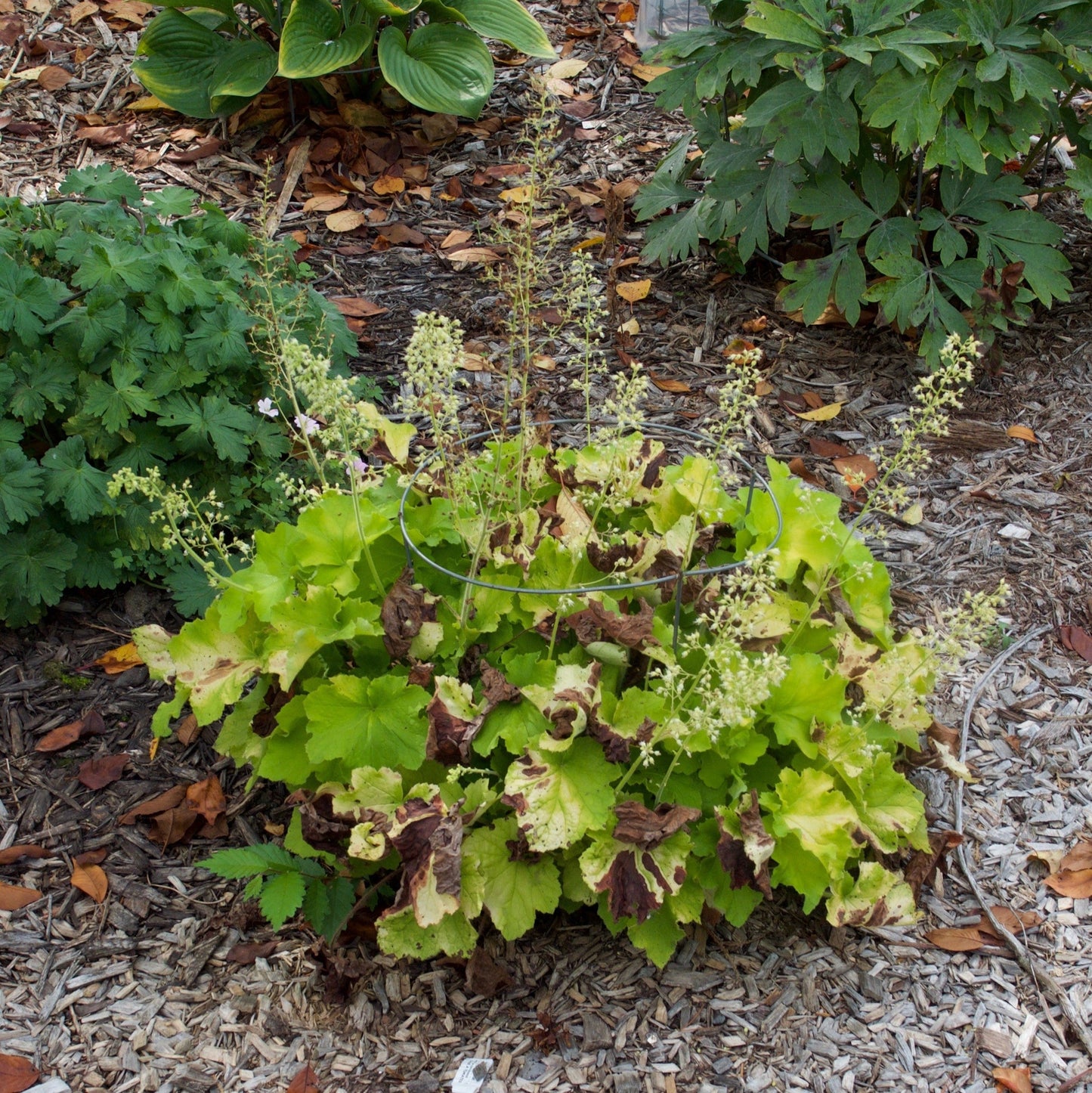 Heuchera - Guacamole Heuchera