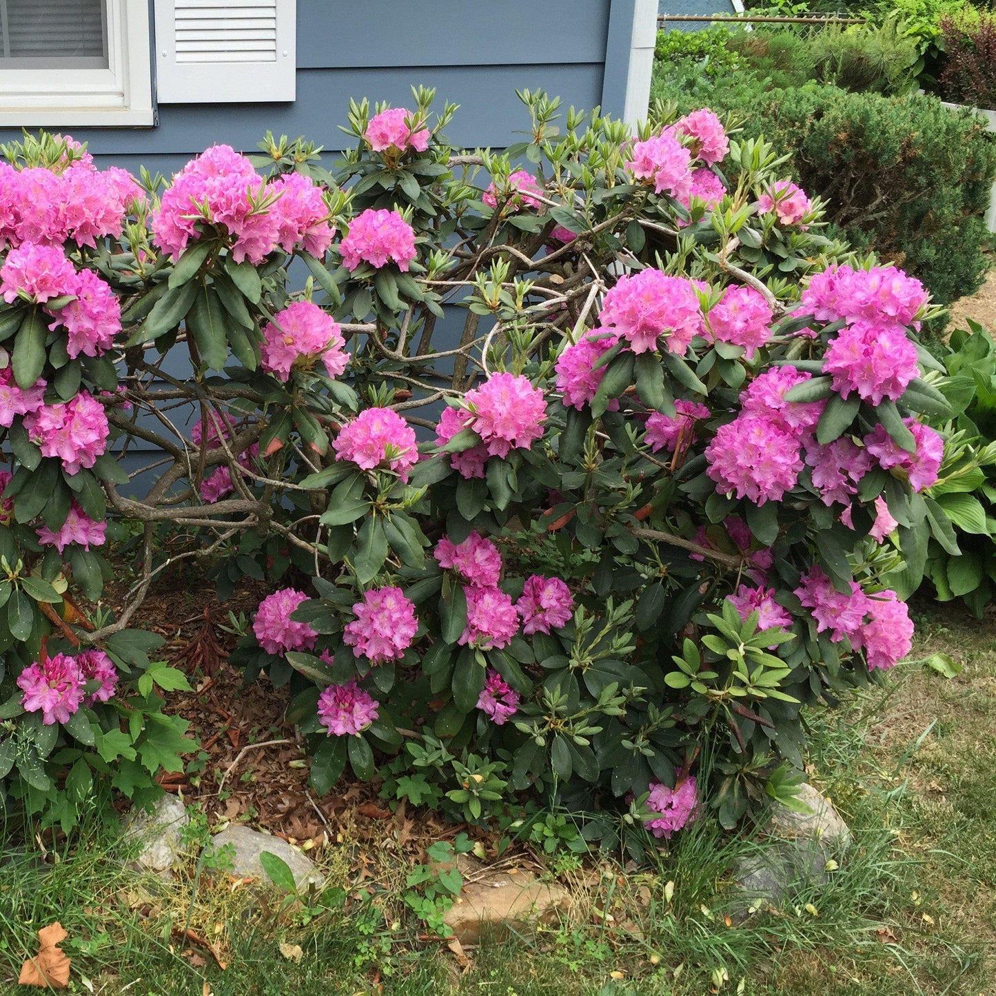 Rhododendron 'Roseum Elegans'