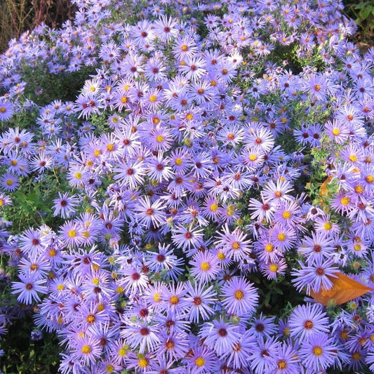 Aster oblongifolius - Raydon's Favorite Aromatic Aster