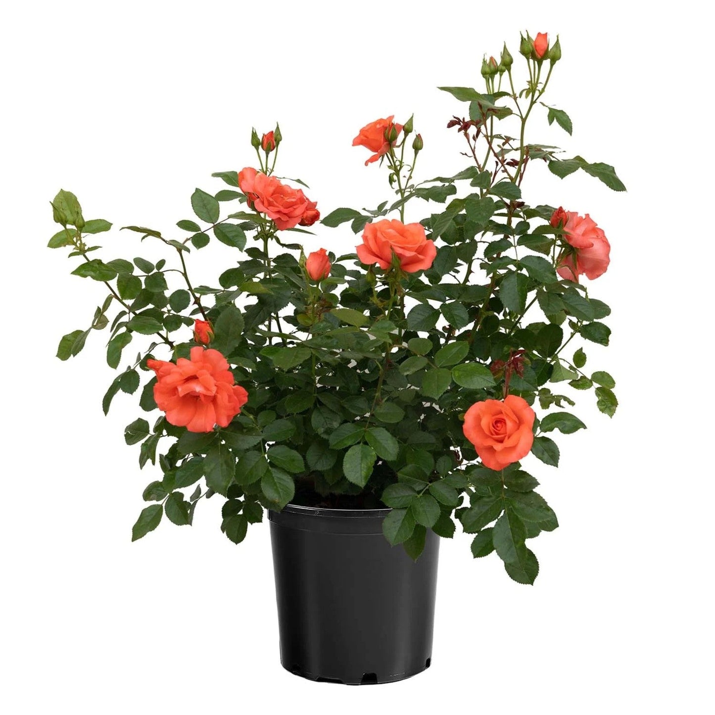 Rosa - Marmalade Skies™ Rose