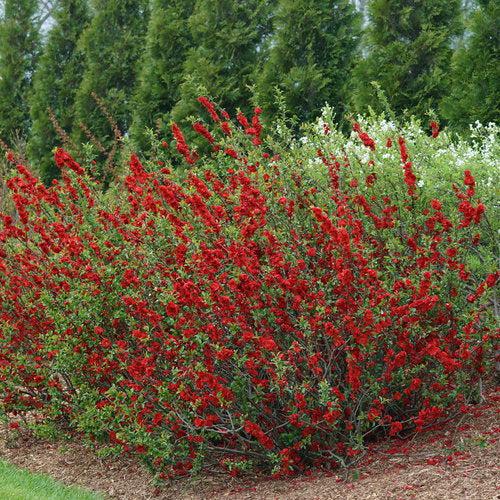 Chaenomeles speciosa - PW® Double Take™ Scarlet Flowering Quince