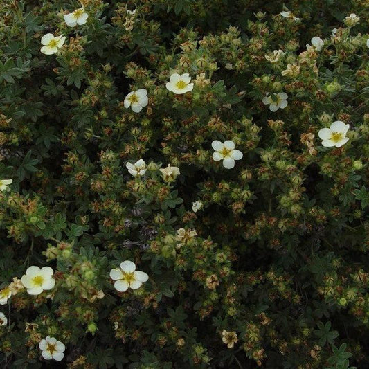 Potentilla fruticosa - Abbotswood Potentilla