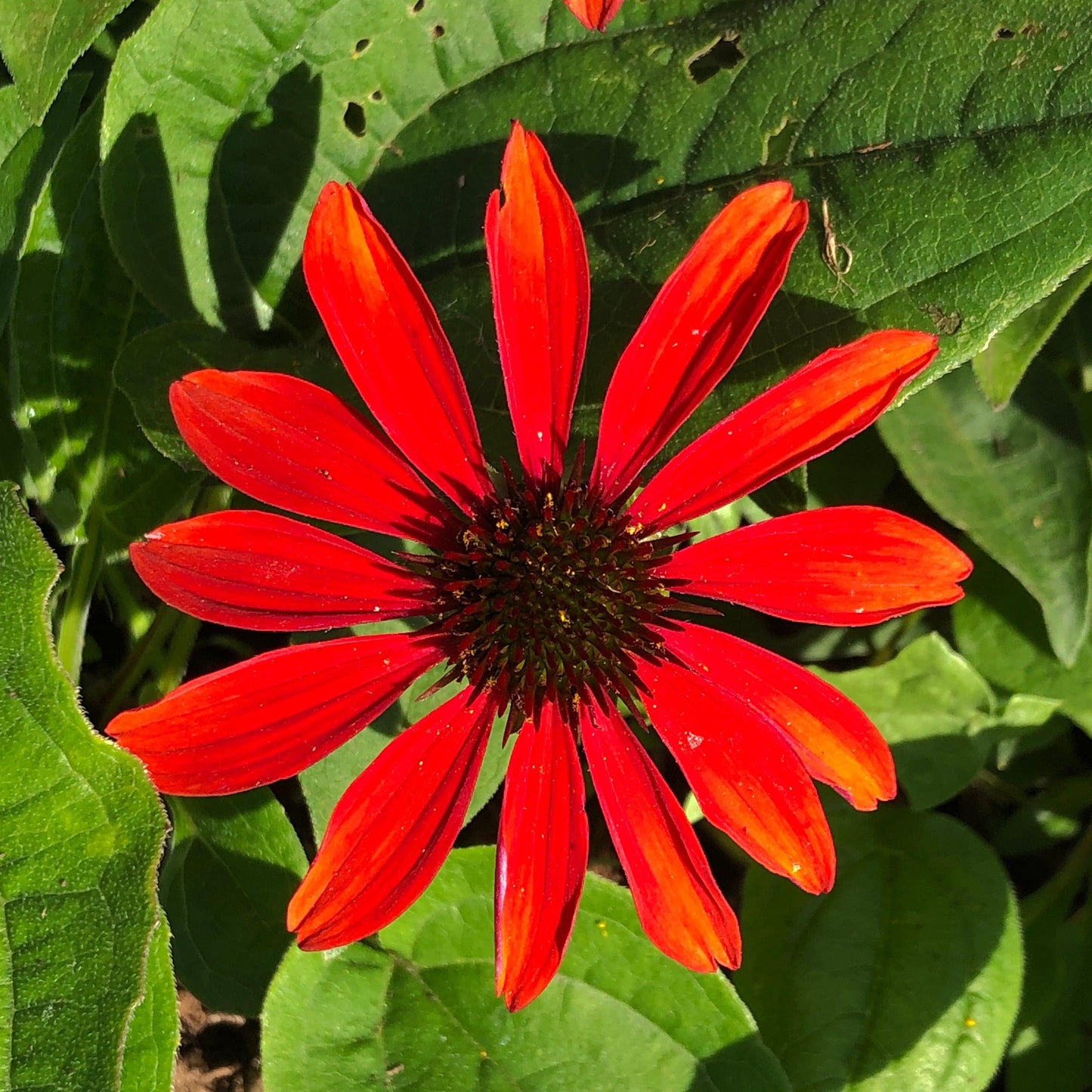 Echinacea x - Sombrero® Sangrita Coneflower