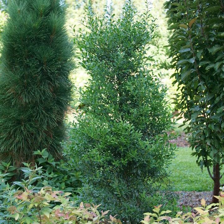 Ilex glabra - Squeeze Box® Inkberry Holly