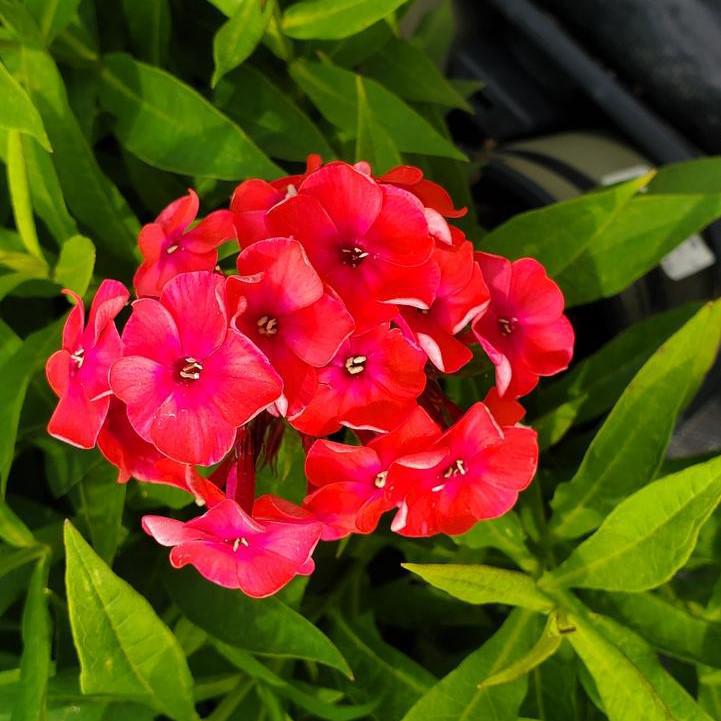 Phlox paniculata - Volcano® Ruby Phlox