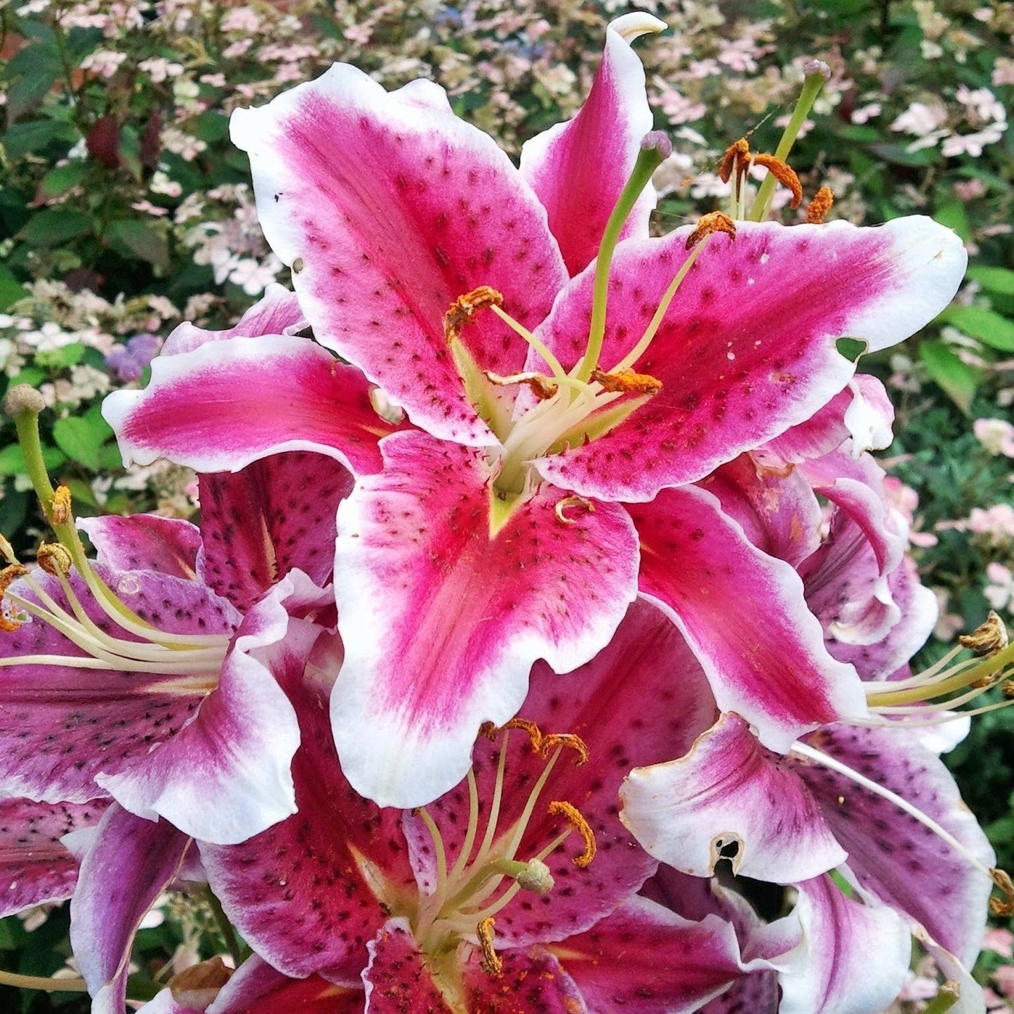 Lilium - Stargazer Oriental Lily