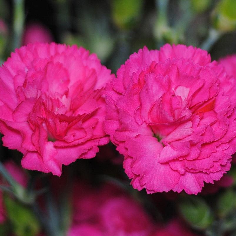 Dianthus - Pretty Poppers™ Double Bubble Dianthus