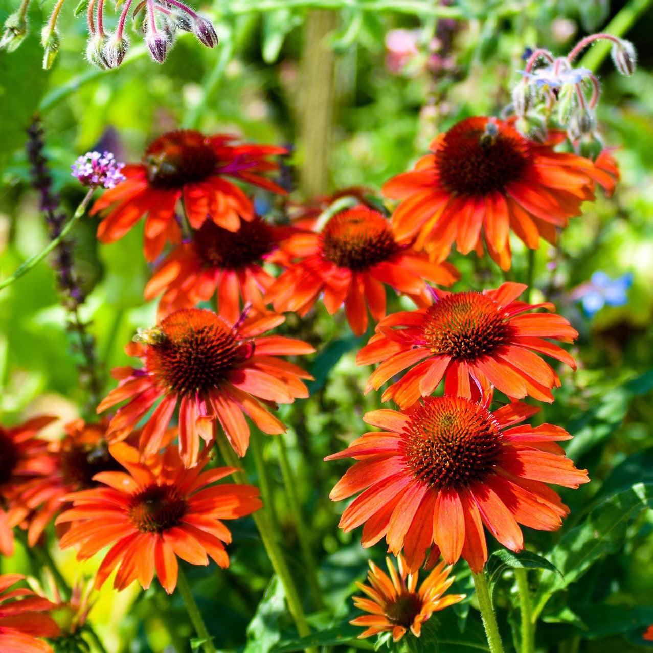Echinacea  - Panama® Red Coneflower