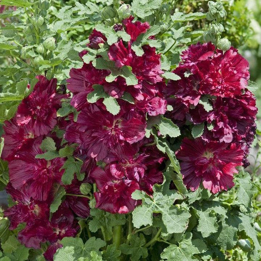 Alcea rosea - Spring Celebrities™  Crimson Hollyhock