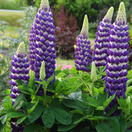 Lupinus polyphyllus - Westcountry™ Blacksmith Lupine