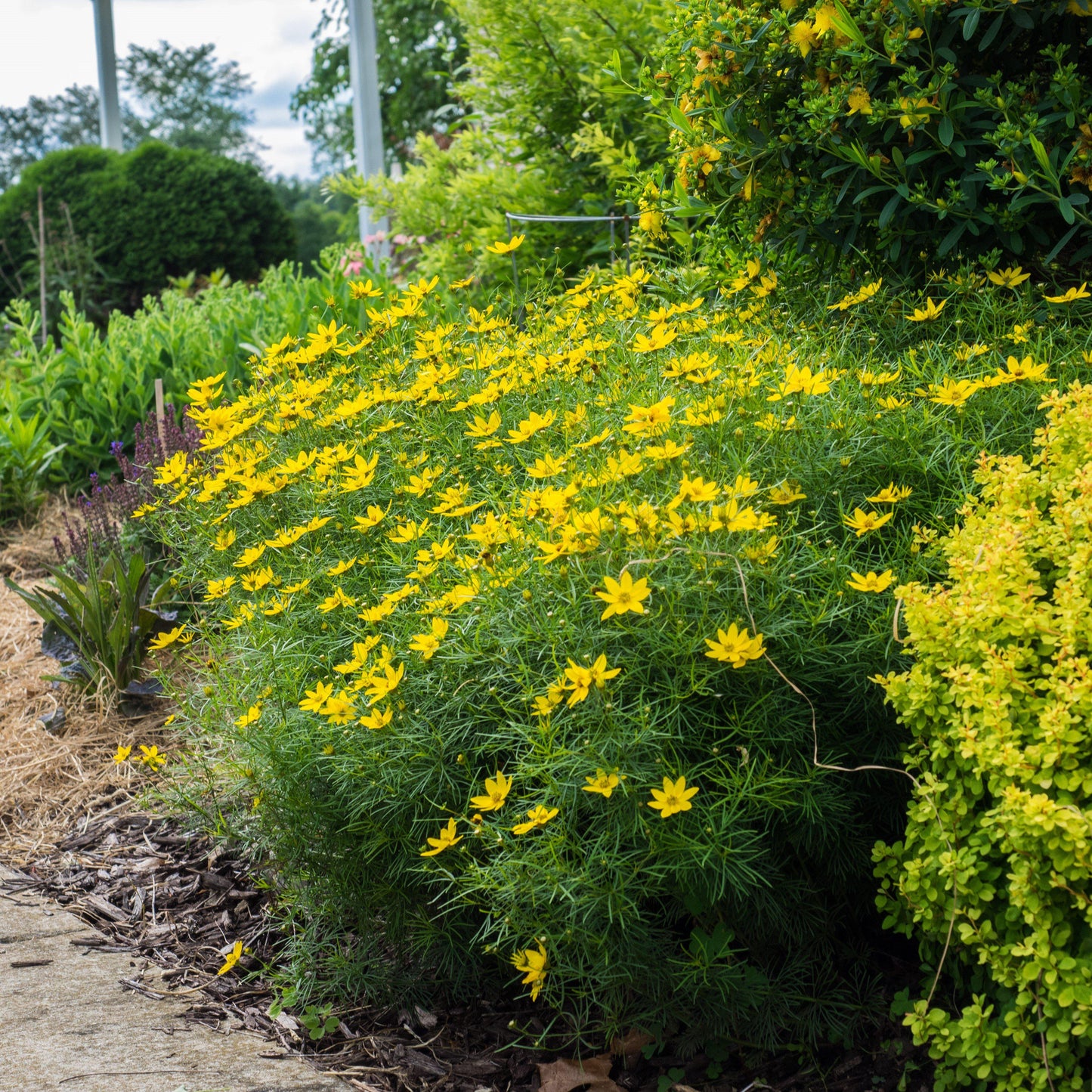 Coreopsis verticillata - Zagreb Threadleaf Tickseed