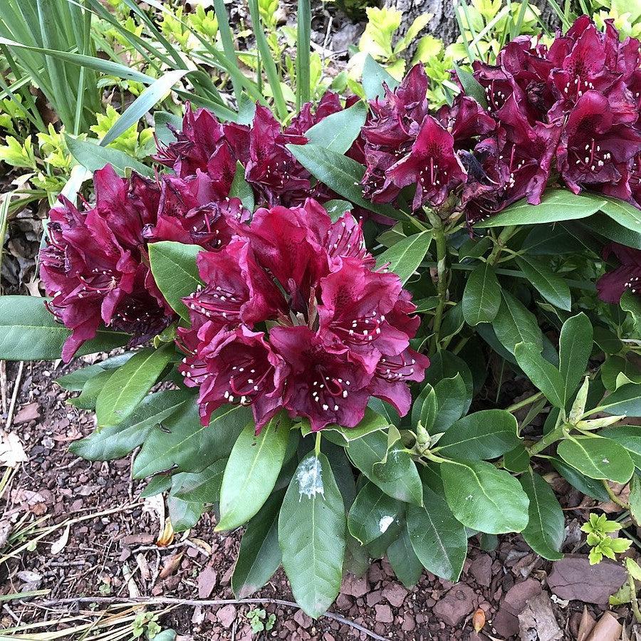 Rhododendron x 'Dark Lord'
