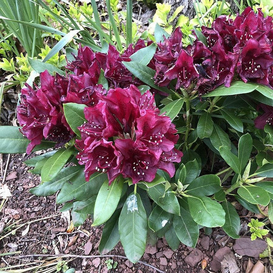 Rhododendron x 'Dark Lord'