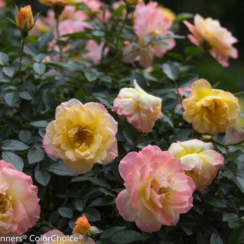 Rosa - PW® Color Choice® OSO Easy Italian Ice® Rose