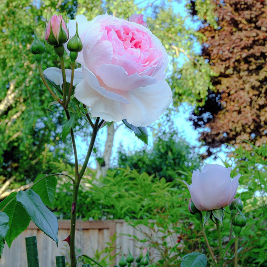 Rosa - The Wedgwood Climbing Rose