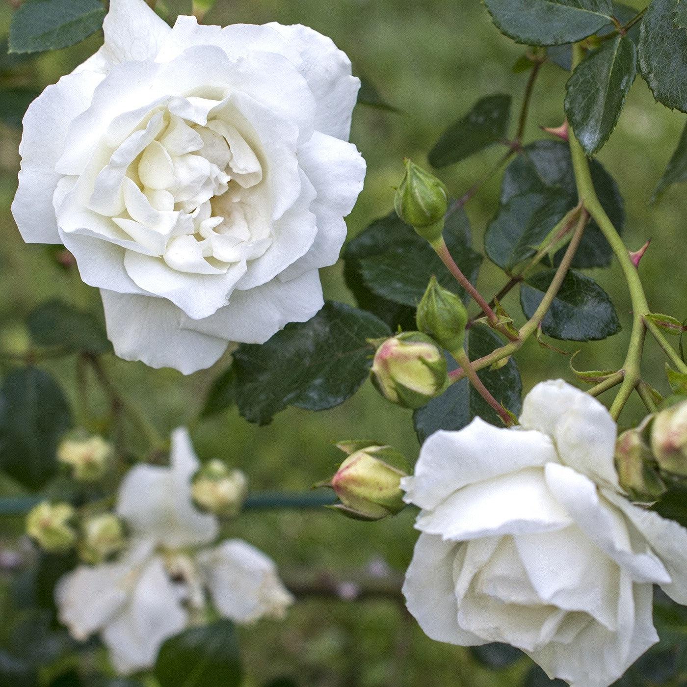 Rosa - White Dawn Rose