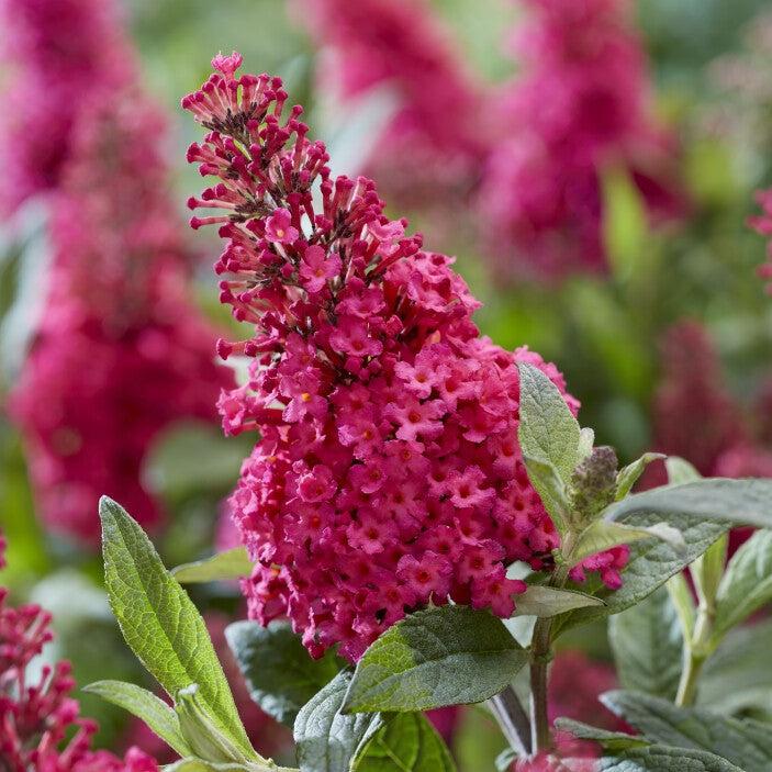Buddleia davidii ‘BotEx 006’ - Butterfly Candy™ Li'l Raspberry™ Butterfly Bush