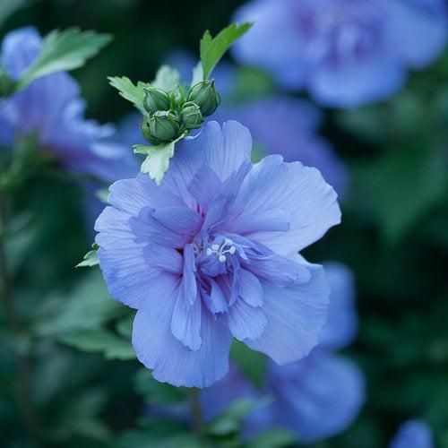 Hibiscus syriacus - Blue Chiffon® Hibiscus