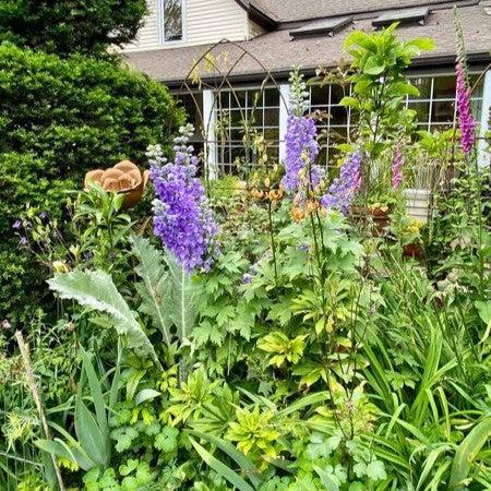 Delphinium elatum - Aurora™ Lavender Delphinium