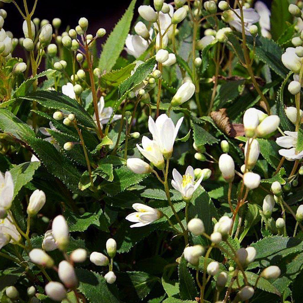 Deutzia gracilis - Dwarf Nikko Deutzia
