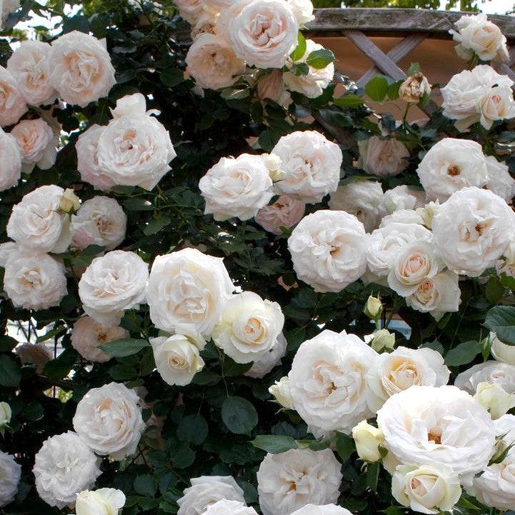 Rosa - Eden Climber® White Rose
