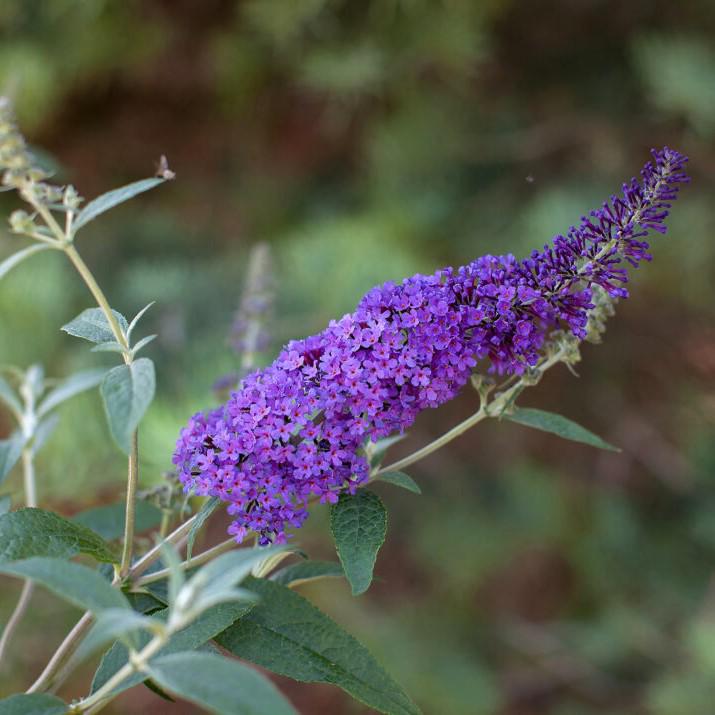 Buddleia davidii - First Editions® Psychedelic Sky™ Butterfly Bush