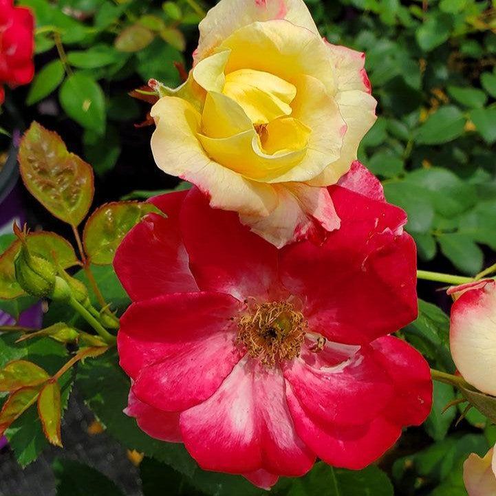 Rosa - Campfire Rose
