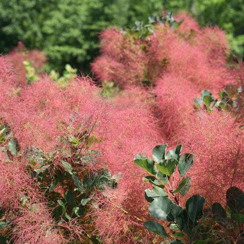 Cotinus coggygria - The Velvet Fog®  Smokebush
