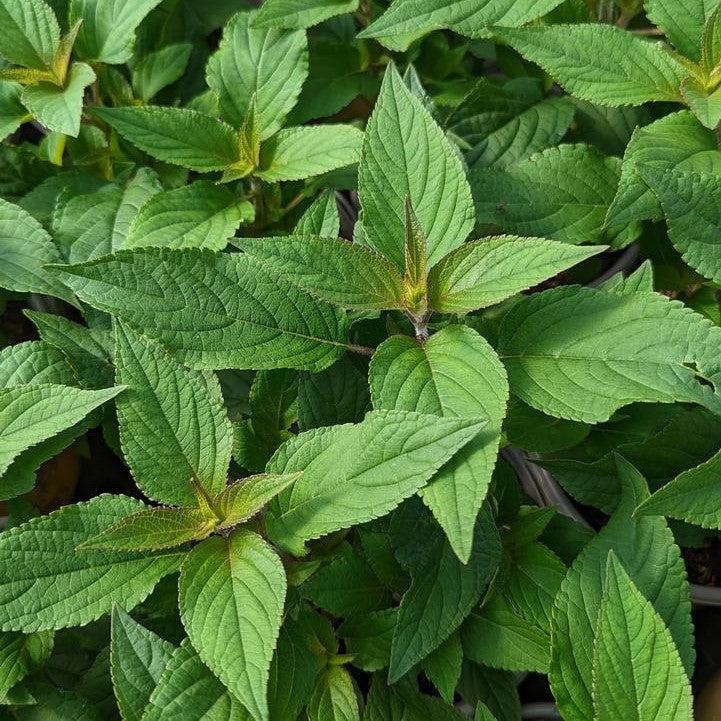 Salvia elegans  - Pineapple Sage