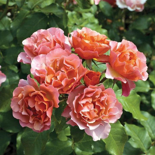 Rosa - Tequila® Supreme Rose