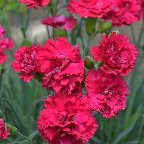 Dianthus - PW® Fruit Punch® Cranberry Cocktail Dianthus