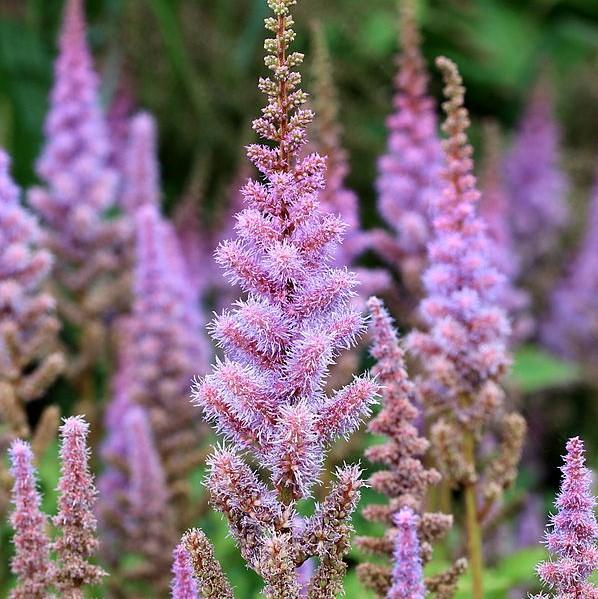 Astilbe chinensis - Pumila Chinese Astilbe