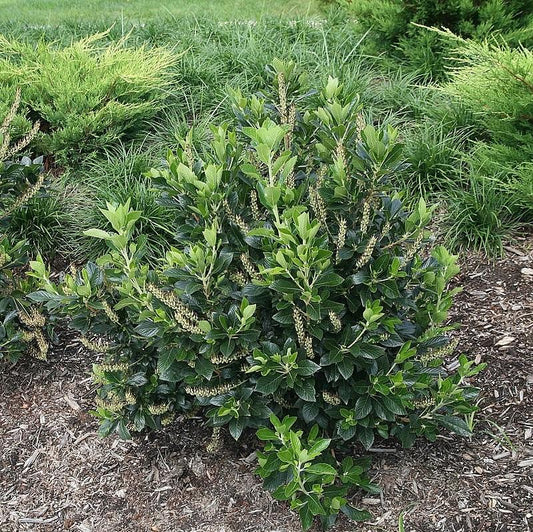 Clethra alnifolia - Sixteen Candles Summersweet